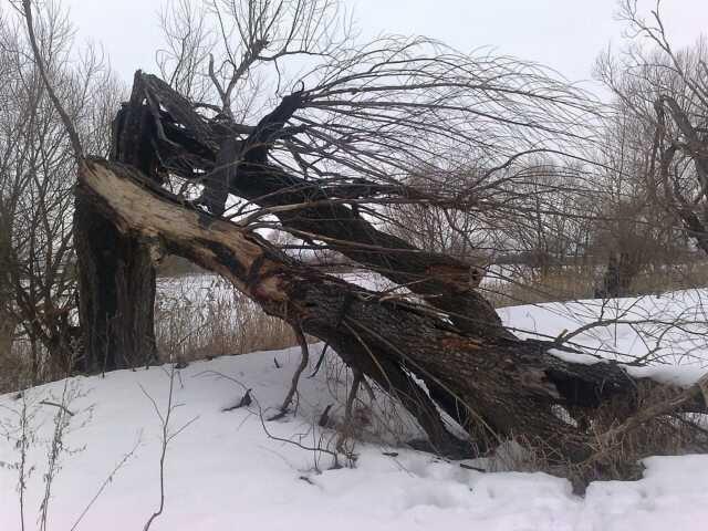 упавшее дерево убило