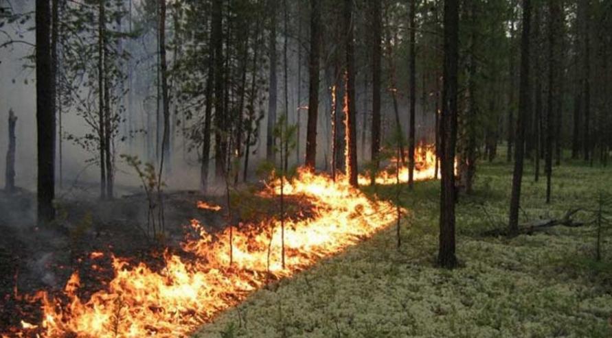 первый лесной пожар