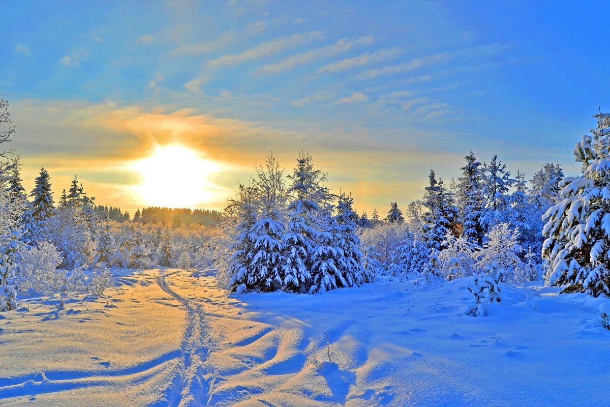 Просто зимний день. Зимний пейзаж. Зима солнце. Зимний день. Пейзаж зимнего леса.