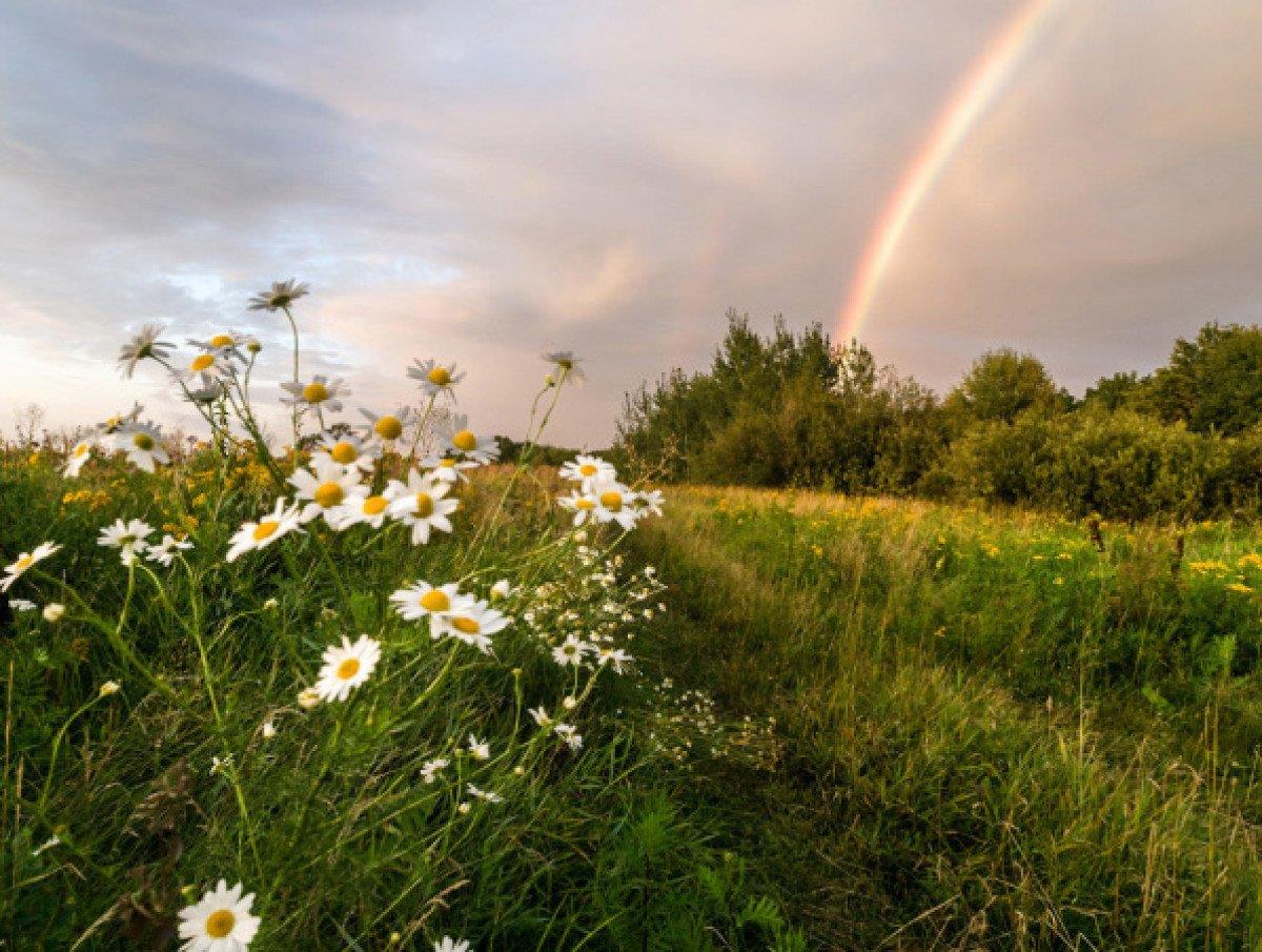 На июль г москва. Лето. Лето июль. Июнь природа. Лето июль природа.