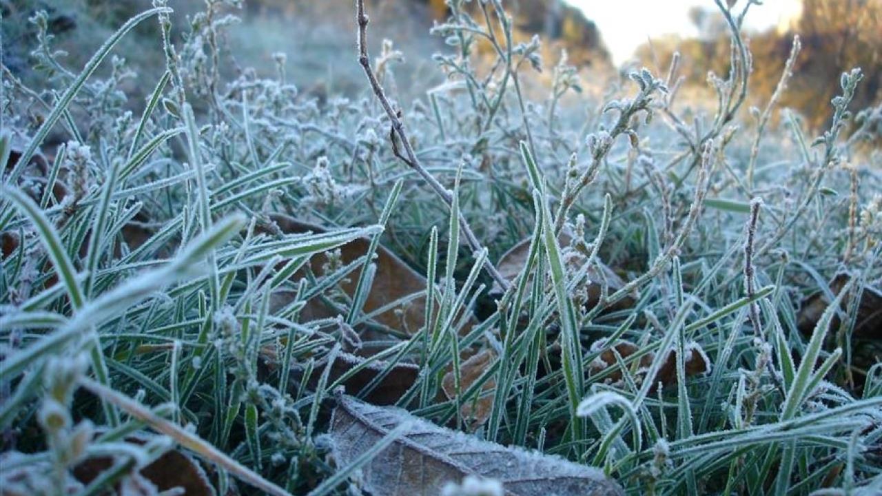 В Кировской области ожидаются заморозки до -7°С